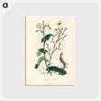 アートポストカード-Lactuca Virosa Illustration
 - 薬用植物学 Postcard.