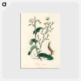 アートポストカード-Lactuca Virosa Illustration
 - 薬用植物学 Postcard.