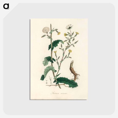 アートポストカード-Lactuca Virosa Illustration
 - 薬用植物学 Postcard.
