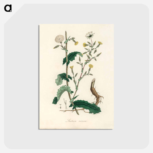 Lactuca Virosa Illustration
 - Medicinal Botany Postcard.