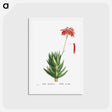 アートポストカード-Aloe Mitroeformis (Mitre Aloe) - ピエール ジョゼフ ルドゥーテ Postcard.
