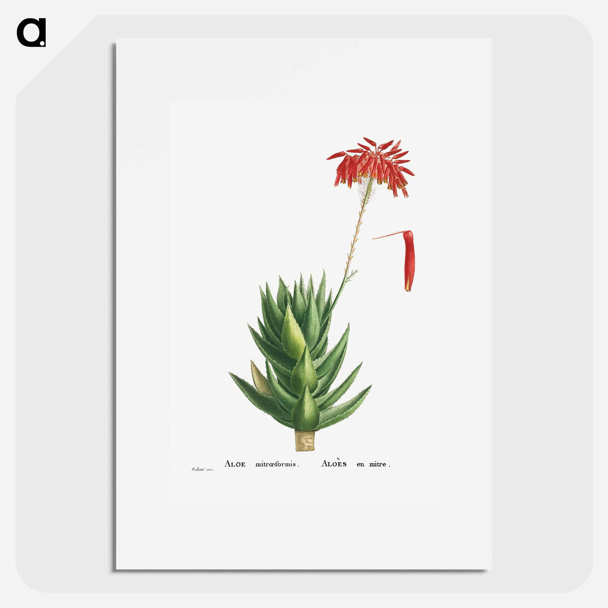 Aloe Mitroeformis (Mitre Aloe) - Pierre Joseph Redouté Poster.