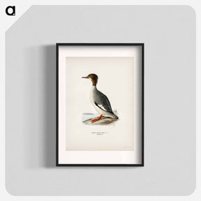 アートポスター-Mergus Merganser
 - スヴェンスカ フォグラル Poster.