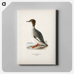 アートパネル-Mergus Merganser
 - スヴェンスカ フォグラル Canvas.