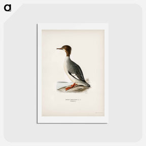 アートポストカード-Mergus Merganser
 - スヴェンスカ フォグラル Postcard.