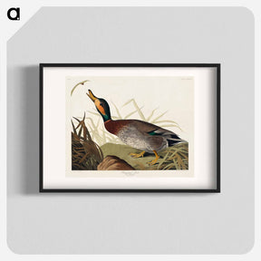 アートポスター-Bemaculated Duck from Birds of America
 - アメリカの鳥たち Poster.