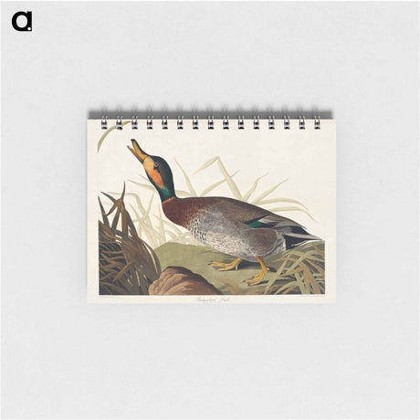 アートメモ帳-Bemaculated Duck from Birds of America
 - アメリカの鳥たち Memo.