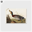 アートポストカード-Bemaculated Duck from Birds of America
 - アメリカの鳥たち Postcard.
