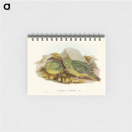 アートメモ帳-Nocturnal Ground-Parakeet
 - オーストラリアの鳥 Memo.