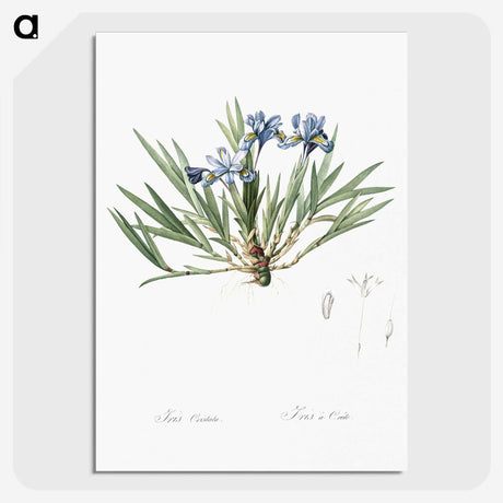 2-27_The-Lilies_picture-crop