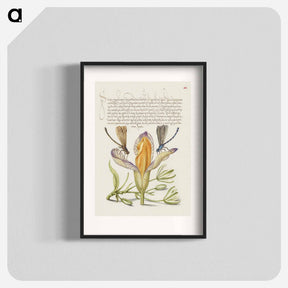 アートポスター-Damselflies, Spanish Iris, and Star-of-Bethlehem from Mira Calligraphiae Monumenta
 - 書道のお手本 Poster.