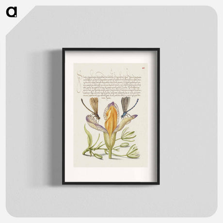 アートポスター-Damselflies, Spanish Iris, and Star-of-Bethlehem from Mira Calligraphiae Monumenta
 - 書道のお手本 Poster.