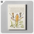 アートパネル-Damselflies, Spanish Iris, and Star-of-Bethlehem from Mira Calligraphiae Monumenta
 - 書道のお手本 Canvas.