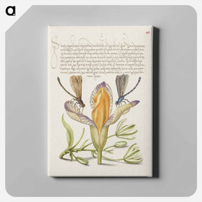 アートパネル-Damselflies, Spanish Iris, and Star-of-Bethlehem from Mira Calligraphiae Monumenta
 - 書道のお手本 Canvas.