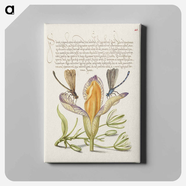 アートパネル-Damselflies, Spanish Iris, and Star-of-Bethlehem from Mira Calligraphiae Monumenta
 - 書道のお手本 Canvas.