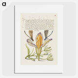 アートポスター-Damselflies, Spanish Iris, and Star-of-Bethlehem from Mira Calligraphiae Monumenta
 - 書道のお手本 Poster.