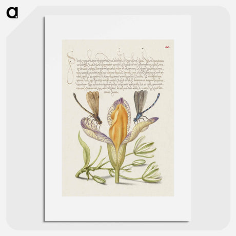 アートポスター-Damselflies, Spanish Iris, and Star-of-Bethlehem from Mira Calligraphiae Monumenta
 - 書道のお手本 Poster.