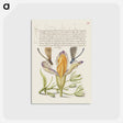 アートポストカード-Damselflies, Spanish Iris, and Star-of-Bethlehem from Mira Calligraphiae Monumenta
 - 書道のお手本 Postcard.