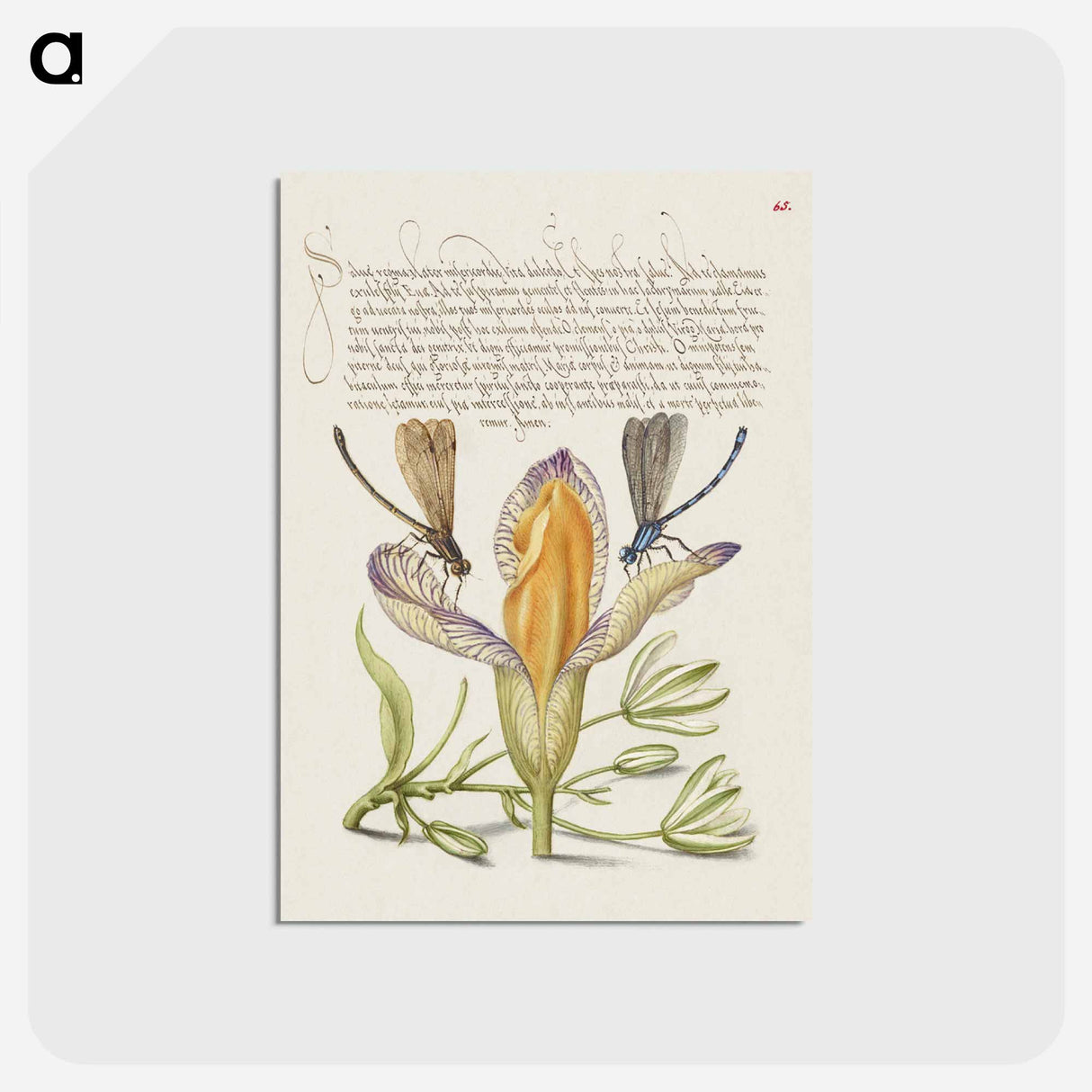 アートポストカード-Damselflies, Spanish Iris, and Star-of-Bethlehem from Mira Calligraphiae Monumenta
 - 書道のお手本 Postcard.