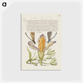 アートポストカード-Damselflies, Spanish Iris, and Star-of-Bethlehem from Mira Calligraphiae Monumenta
 - 書道のお手本 Postcard.