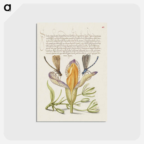 アートポストカード-Damselflies, Spanish Iris, and Star-of-Bethlehem from Mira Calligraphiae Monumenta
 - 書道のお手本 Postcard.