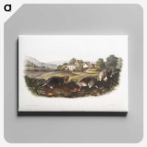 2-27_The-Viviparous-Quadrupeds_canvas