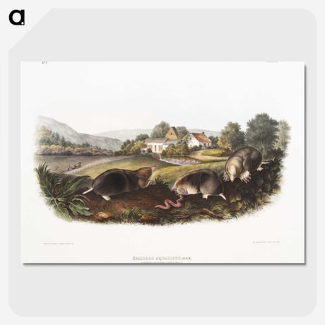 2-27_The-Viviparous-Quadrupeds_picture-crop