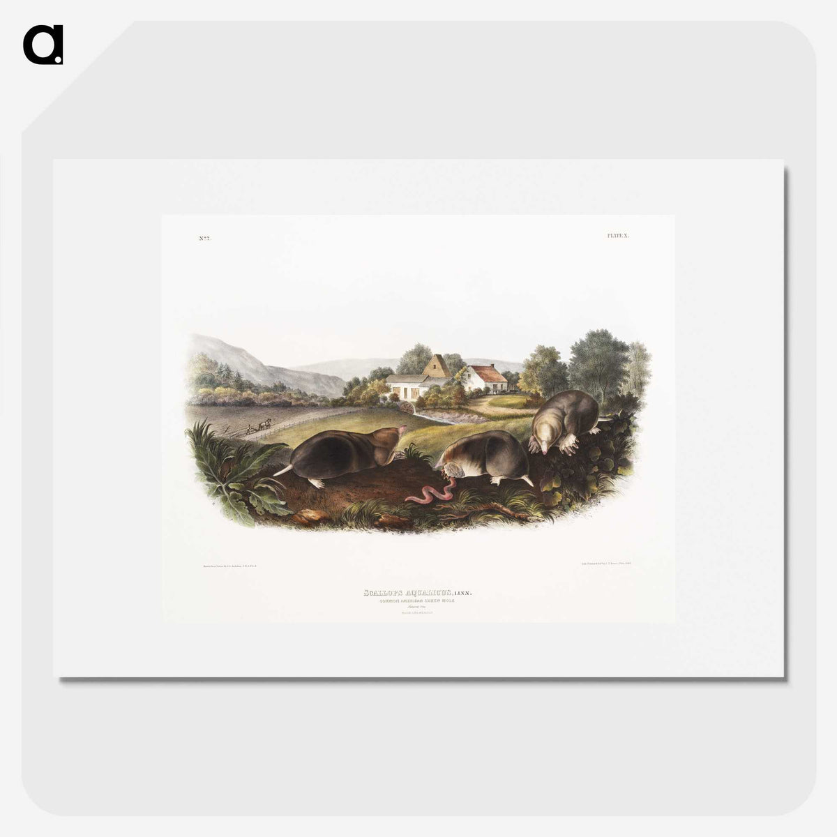 2-27_The-Viviparous-Quadrupeds_picture