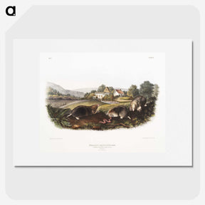 2-27_The-Viviparous-Quadrupeds_picture
