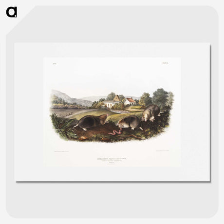 2-27_The-Viviparous-Quadrupeds_picture
