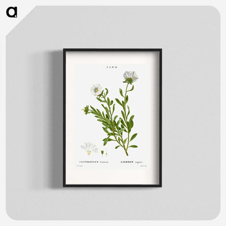 2-27_Treatise-on-Trees-and-Shrubs_blk