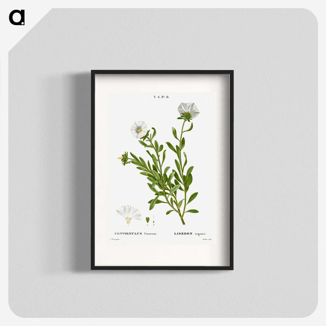 2-27_Treatise-on-Trees-and-Shrubs_blk