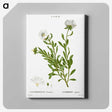 2-27_Treatise-on-Trees-and-Shrubs_canvas