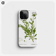 2-27_Treatise-on-Trees-and-Shrubs_phone