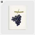 2-27_USDA-Watercolor-Fruit-Painting-Collection_postcard