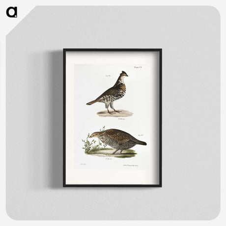 2-27_Zoology-of-New-York_blk