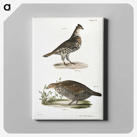2-27_Zoology-of-New-York_canvas