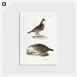 2-27_Zoology-of-New-York_hagaki