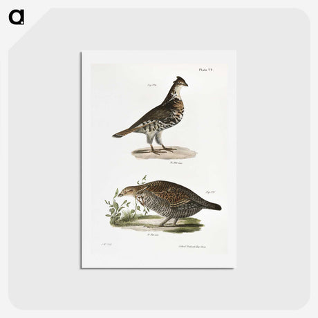 2-27_Zoology-of-New-York_hagaki