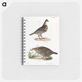 アートメモ帳-Partridge - ニューヨークの動物学 Memo.