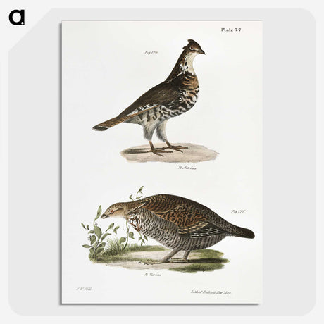 2-27_Zoology-of-New-York_picture-crop