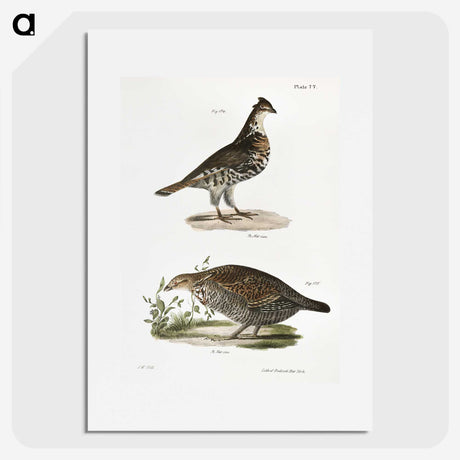 2-27_Zoology-of-New-York_picture