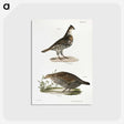 2-27_Zoology-of-New-York_postcard