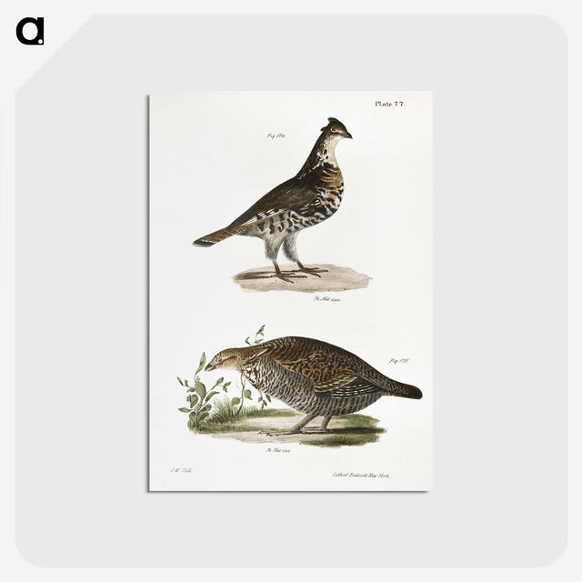 2-27_Zoology-of-New-York_postcard