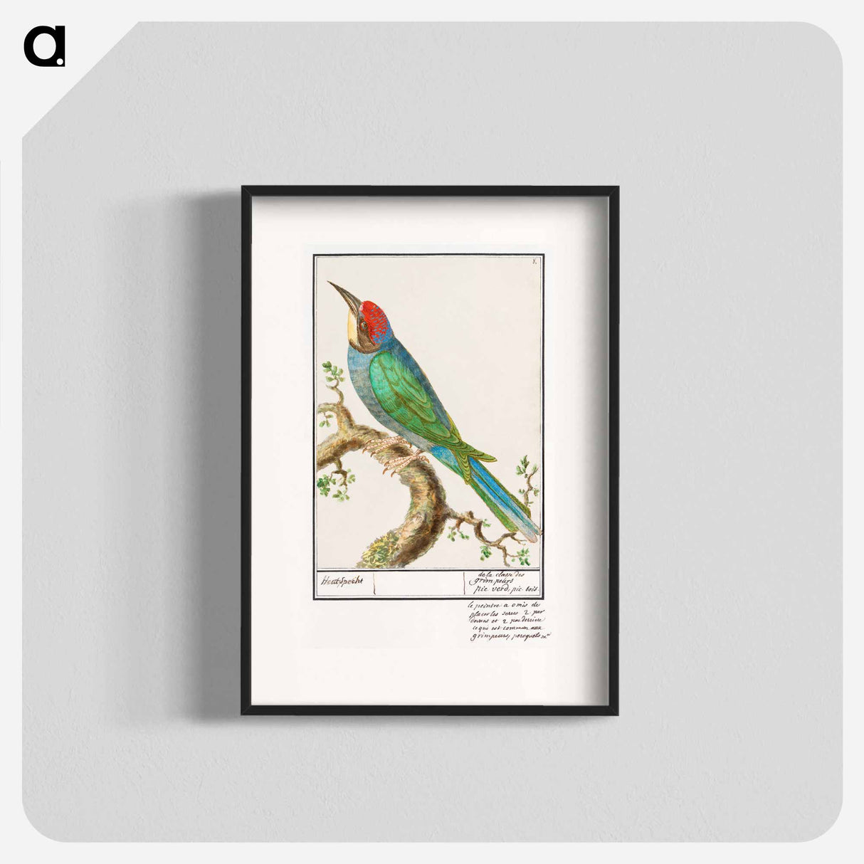 European bee-eater - アンセルムス ボエティウス デ ブート Poster.