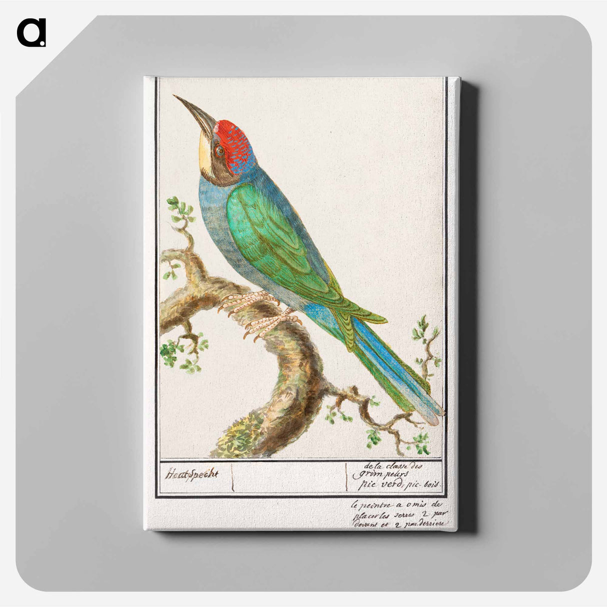 European bee-eater - アンセルムス ボエティウス デ ブート Canvas.