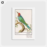 アートポストカード-European bee-eater - アンセルムス ボエティウス デ ブート Postcard.