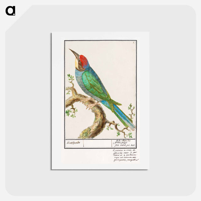 アートポストカード-European bee-eater - アンセルムス ボエティウス デ ブート Postcard.