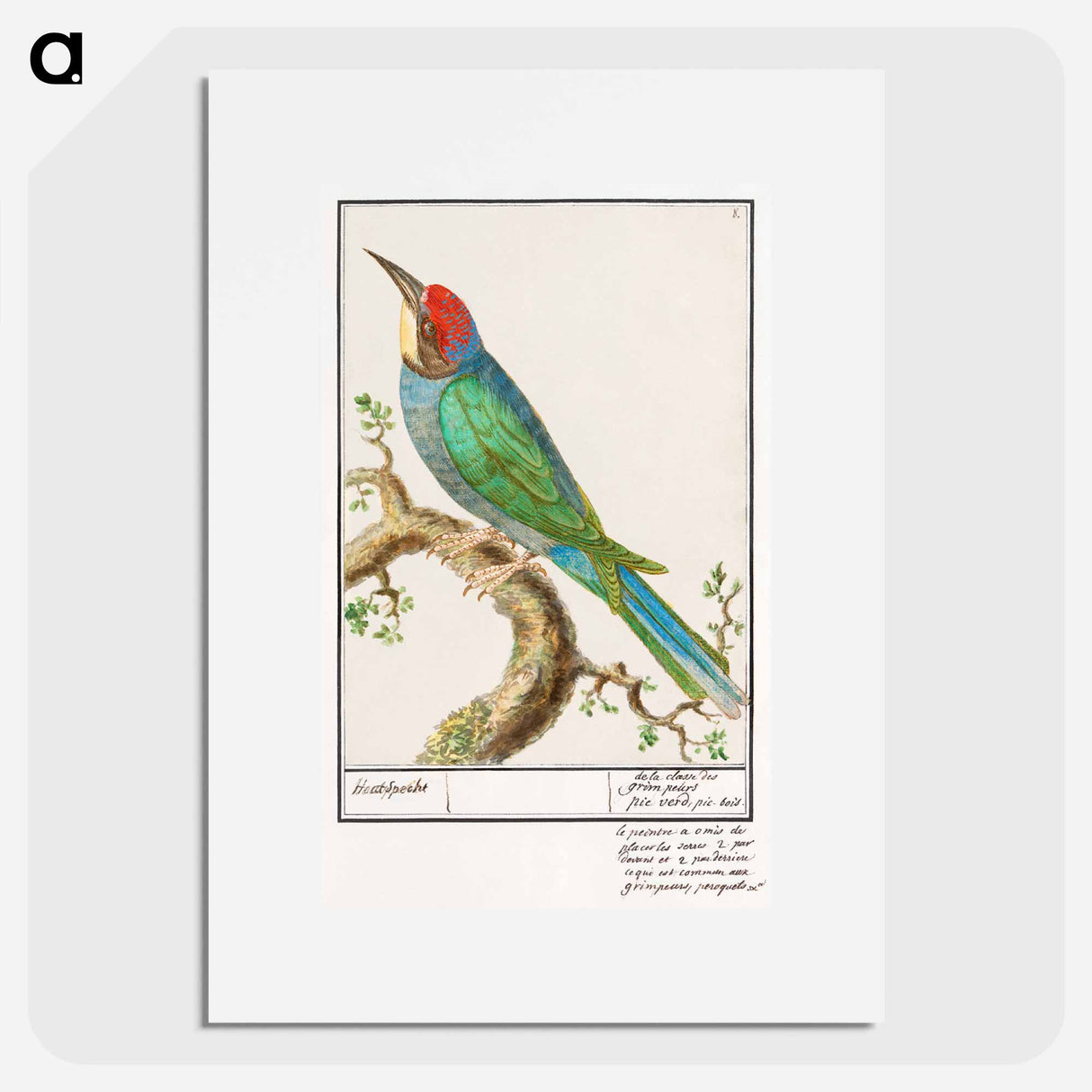 European bee-eater - アンセルムス ボエティウス デ ブート Poster.