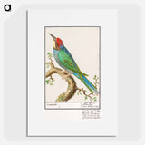 European bee-eater - アンセルムス ボエティウス デ ブート Poster.